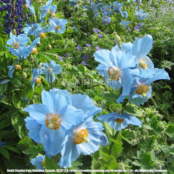 Himalayan blue poppy seeds, Meconopsis baileyi image
